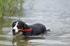 playing Great Swiss Mountain Dog
