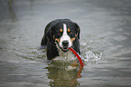playing Great Swiss Mountain Dog