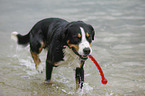 playing Great Swiss Mountain Dog