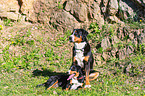 2 dogs