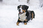 Greater Swiss Mountain Dog lying in snow