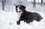 Greater Swiss Mountain Dog lying in snow