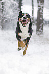 Greater Swiss Mountain Dog runs through the snow
