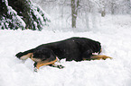 Greater Swiss Mountain Dog lying in snow