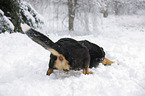 Greater Swiss Mountain Dog lying in snow