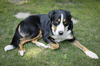 lying Greater Swiss Mountain Dog