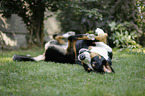 Greater Swiss Mountain Dog rolling in the grass
