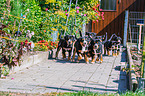 Greater Swiss Mountain Dog Puppies