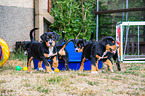 Greater Swiss Mountain Dog Puppies