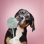 Greater Swiss Mountain Candy Dog
