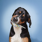 Greater Swiss Mountain Candy Dog