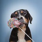 Greater Swiss Mountain Candy Dog