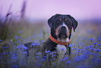 Greater Swiss Mountain Dog Portrait