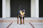standing Greater Swiss Mountain Dog