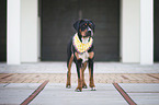 standing Greater Swiss Mountain Dog
