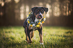 running Greater Swiss Mountain Dog