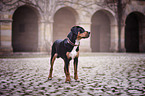 standing Greater Swiss Mountain Dog