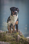 standing Greater Swiss Mountain Dog