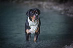 standing Greater Swiss Mountain Dog