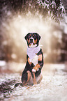 sitting Greater Swiss Mountain Dog