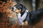 Greater Swiss Mountain Dog Portrait