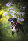 sitting Greater Swiss Mountain Dog
