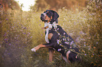 sitting Greater Swiss Mountain Dog