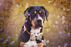 Greater Swiss Mountain Dog Portrait