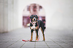 standing Greater Swiss Mountain Dog