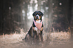 sitting Greater Swiss Mountain Dog
