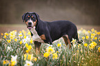 standing Greater Swiss Mountain Dog