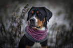 Greater Swiss Mountain Dog Portrait