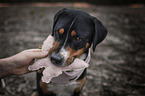 Greater Swiss Mountain Dog Portrait