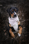 sitting Greater Swiss Mountain Dog