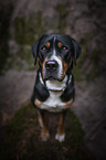standing Greater Swiss Mountain Dog