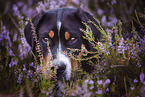 Greater Swiss Mountain Dog Portrait