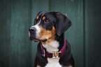 Greater Swiss Mountain Dog Portrait