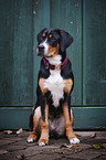 young Greater Swiss Mountain Dog