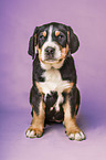 Greater Swiss Mountain Dog Puppy