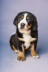 Greater Swiss Mountain Dog Puppy