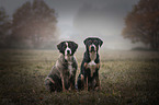 2 dogs