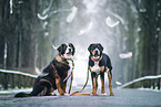 2 dogs