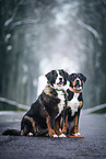 2 dogs