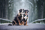 2 dogs