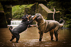2 dogs