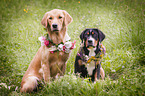 2 dogs