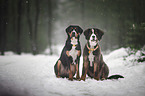 2 dogs