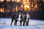 2 dogs