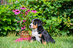 sitting Great Swiss Mountain Dog Puppy