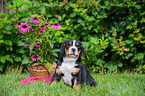sitting Great Swiss Mountain Dog Puppy